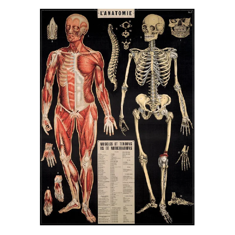 - Pregnant cat delivery room warming boxCavallini Vintage Poster L'Anatomie