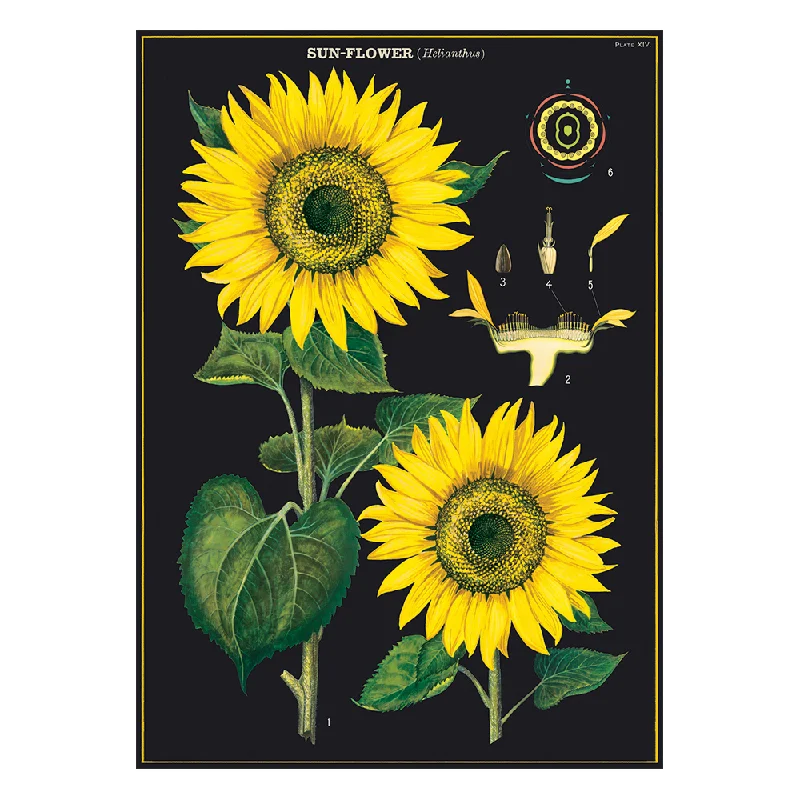 - Deodorizing cat litter tofu litterCavallini Vintage Poster Sunflower