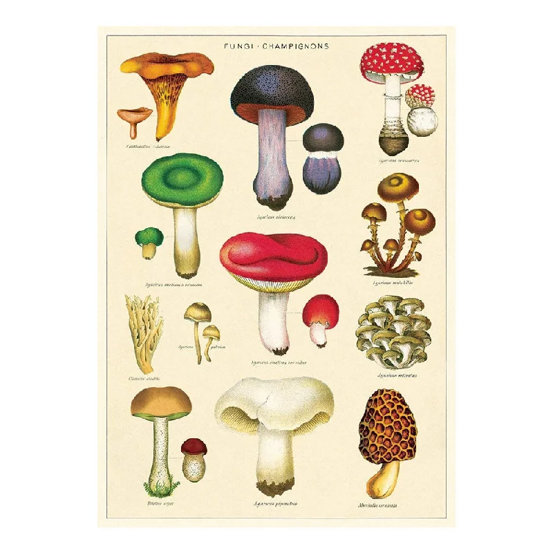 - ​​Pet toys under 10 yuanCavallini Vintage Poster Mushrooms 2